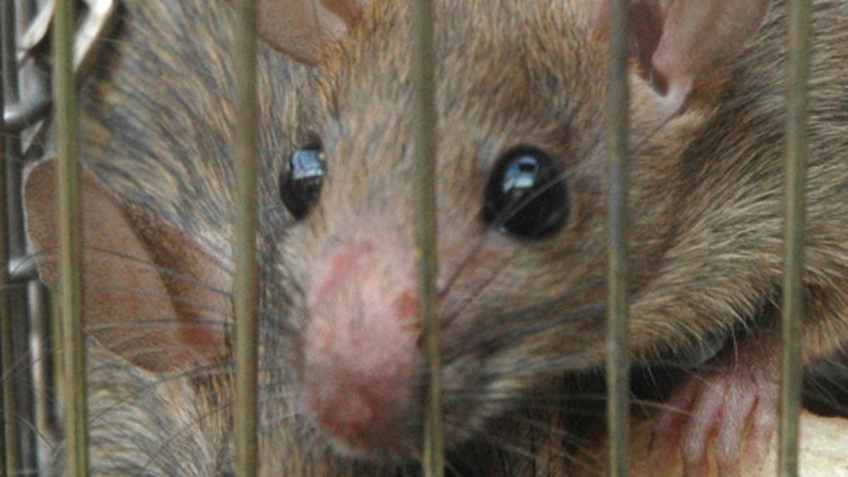 Studies in mice reveal neural mechanism of fear conditioning