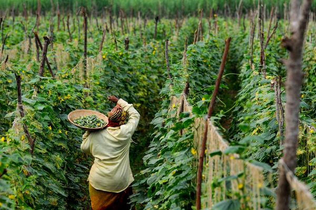 In pictures Gherkin farming in Karnataka The Hindu