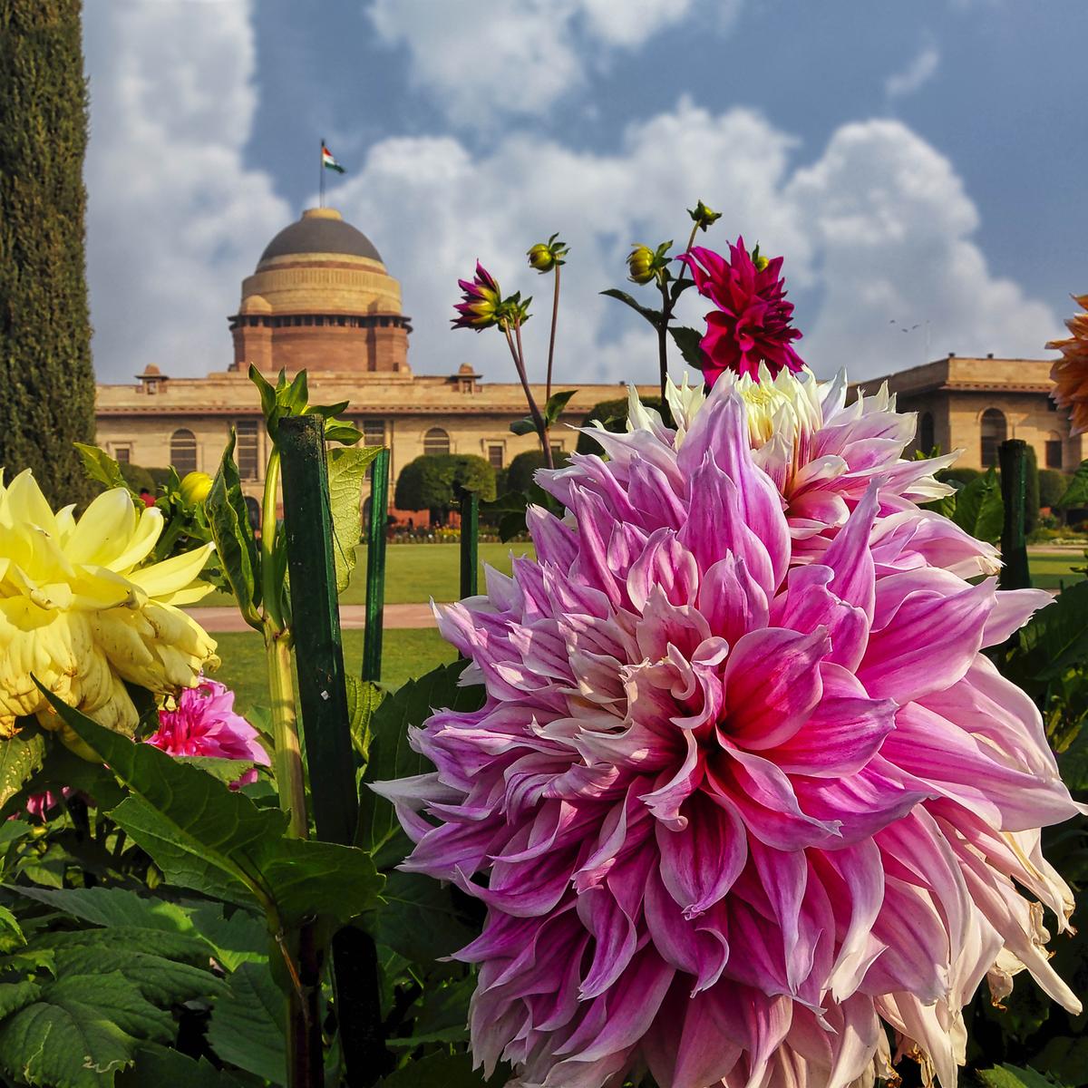 Dahlias in the Mughal garden, Amrit Udyan. Dahlias in the Mughal garden, Amrit Udyan.