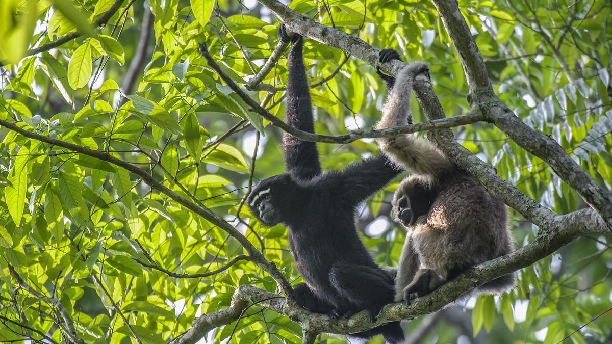 Reroute railway track running through Assam gibbon sanctuary, suggest scientists 