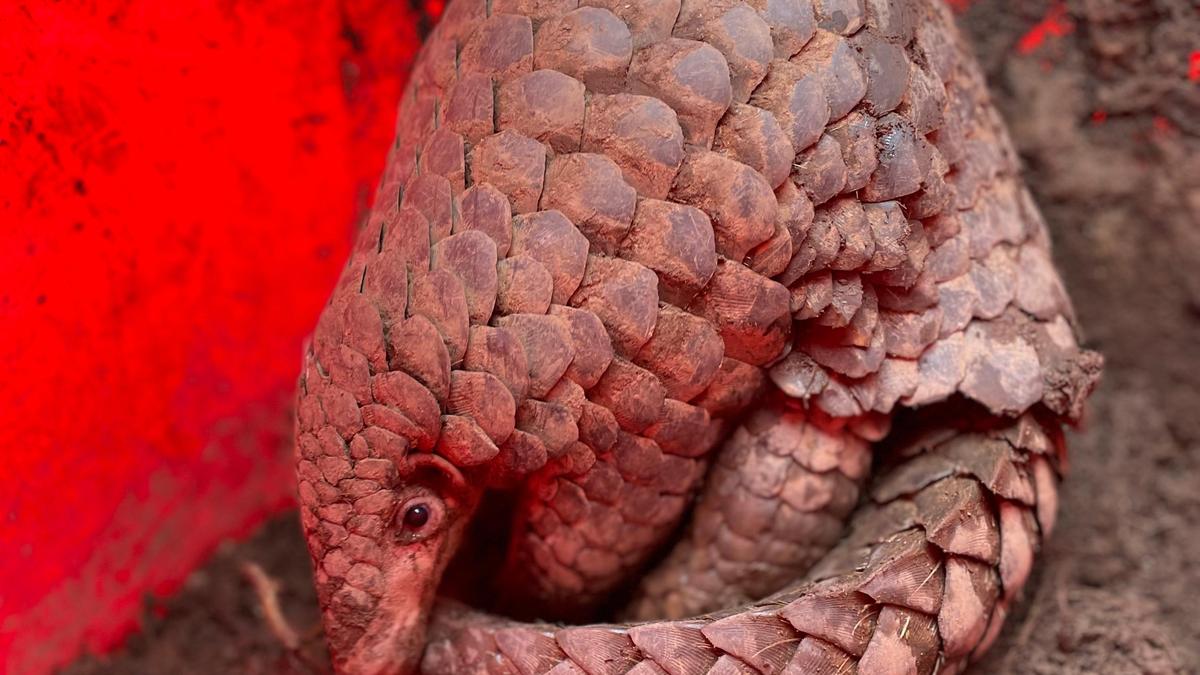 ZSI scientists discover new species of Indo-Burmese pangolin