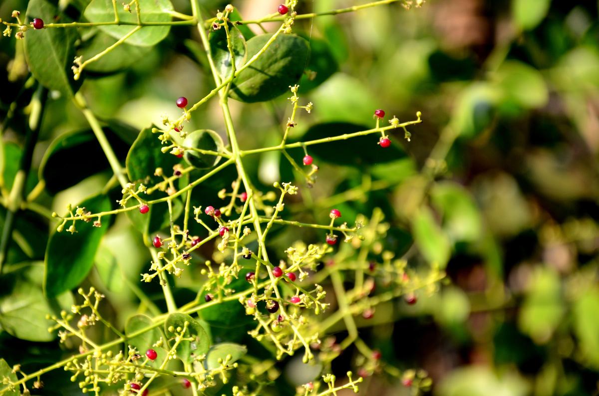 Salvodora flowers