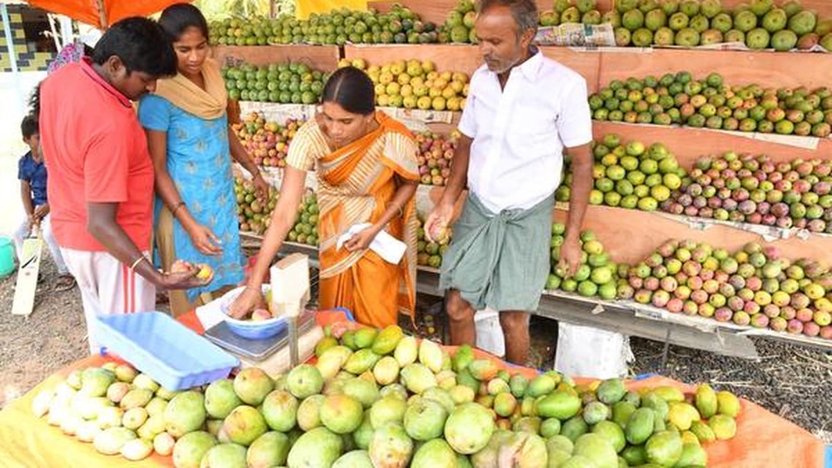 Drop in yield hits Krishnagiri mango farmers The Hindu