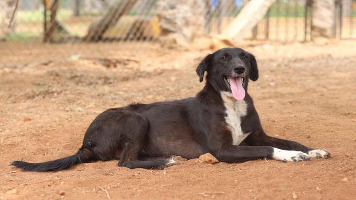 The Humane Animal Society, Coimbatore, has some rescues who are ready ...