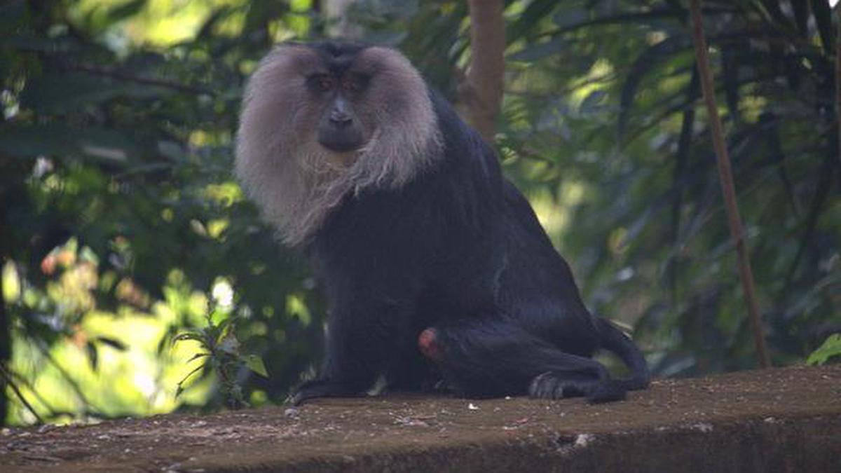 Habitat loss puts lion-tailed macaque in IUCN endangered list for the sixth time