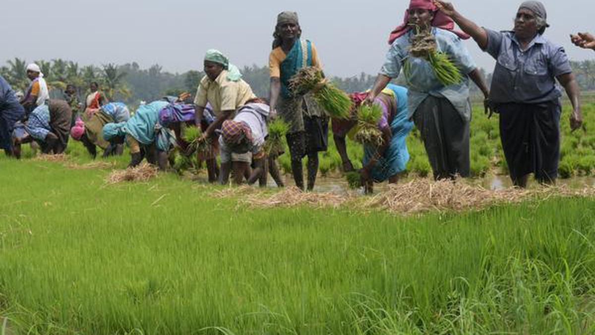 Paddy cultivation begins in Kalingarayan ayacut area - The Hindu