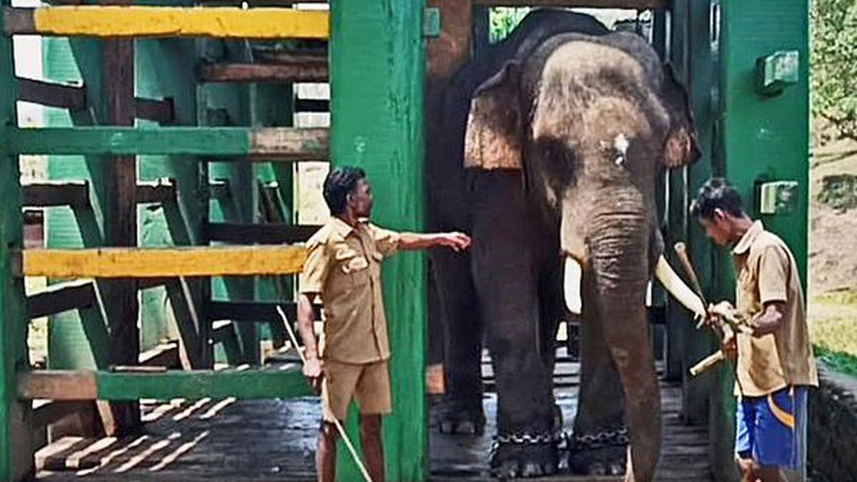 ‘Arisi Raja’ released from kraal, now a camp elephant