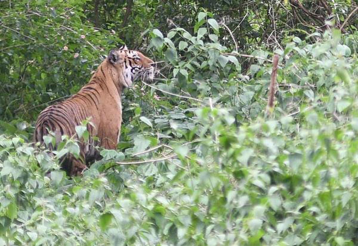 Forest Department monitoring tiger seen in village near Ooty town - The  Hindu