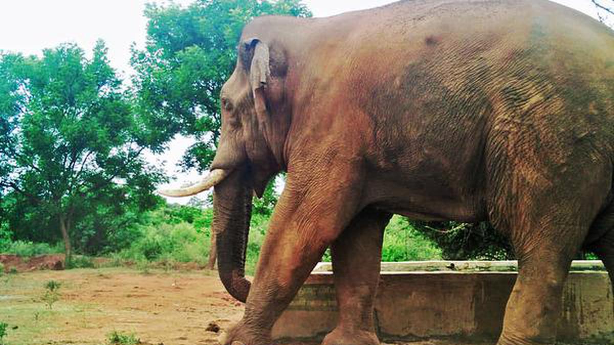 Opinion divided over radio-collaring of crop raider elephant