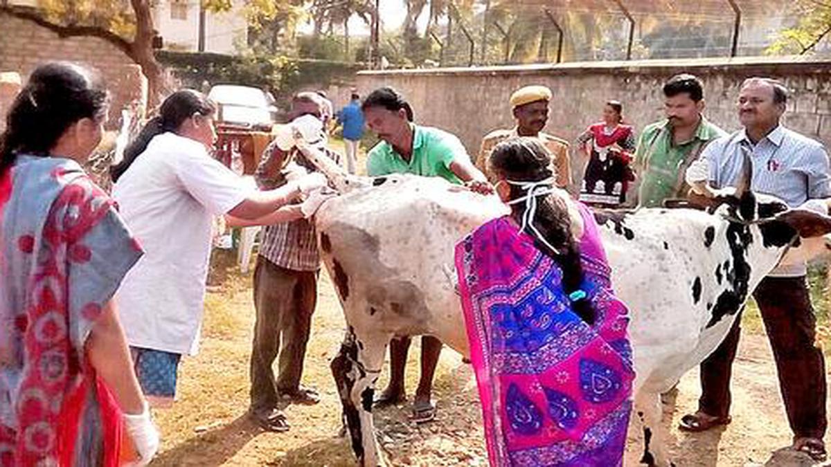 Vaccination of cattle against anthrax begins - The Hindu