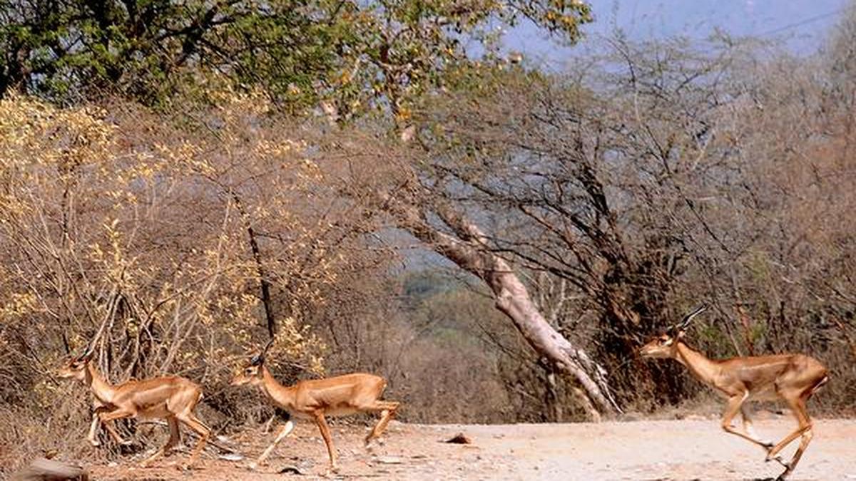 Blackbuck population thrives in Moyar Valley The Hindu