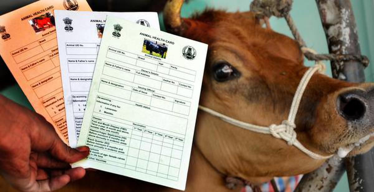 Health cards to be provided for cows - The Hindu