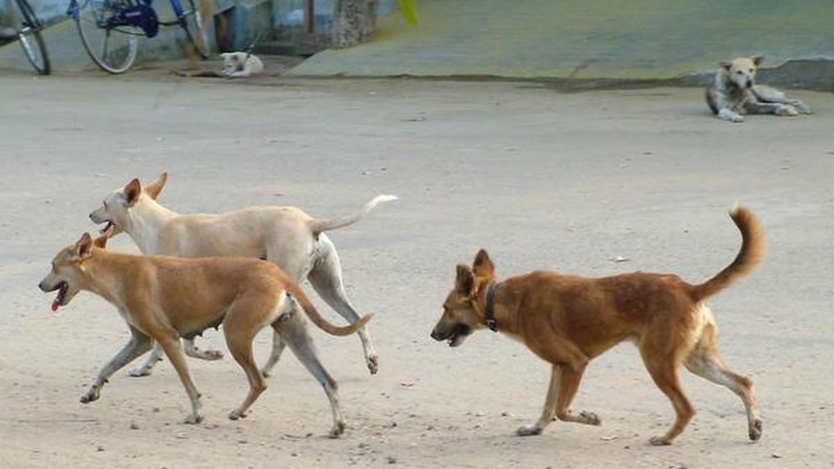 Corporation asked to look into stray dog menace in Coimbatore city