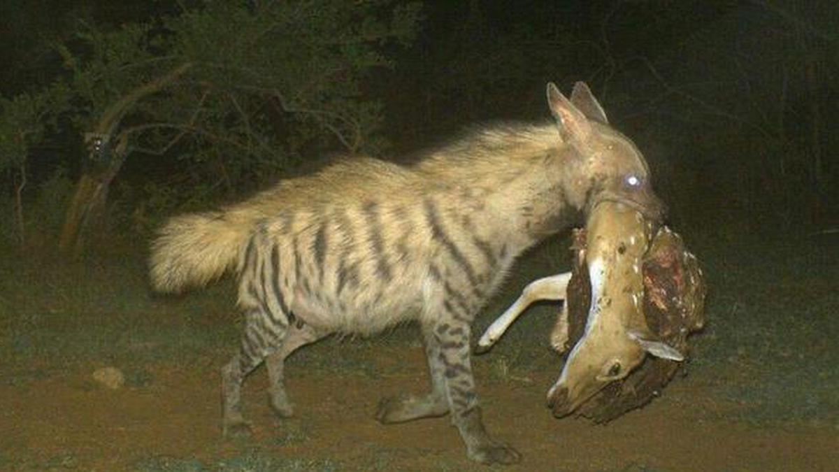 15 Striped Hyenas Captured In Cameras So Far In Bhavanisagar Range 
