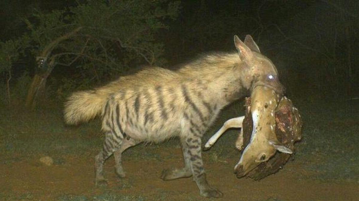 15 striped hyenas captured in cameras so far in Bhavanisagar Range