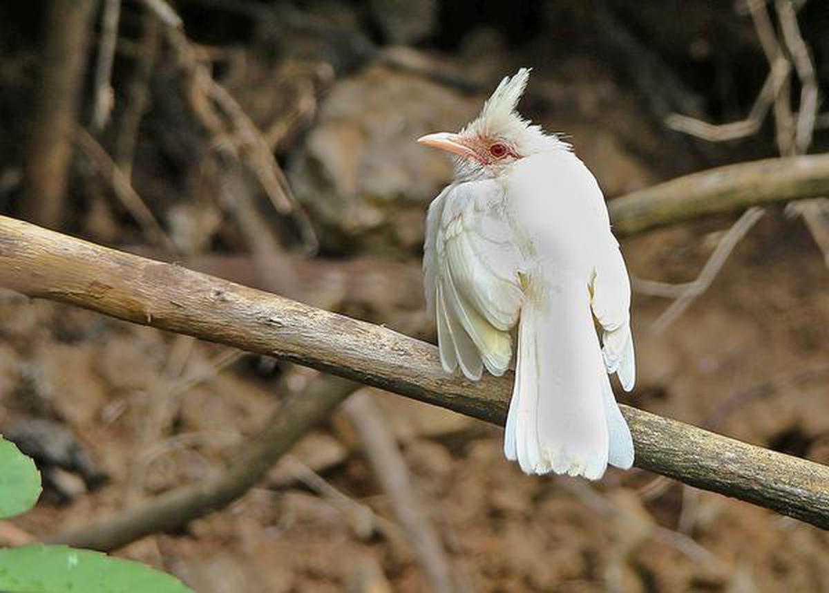 Red-whiskered bulbul with albinism spotted in STR - The Hindu