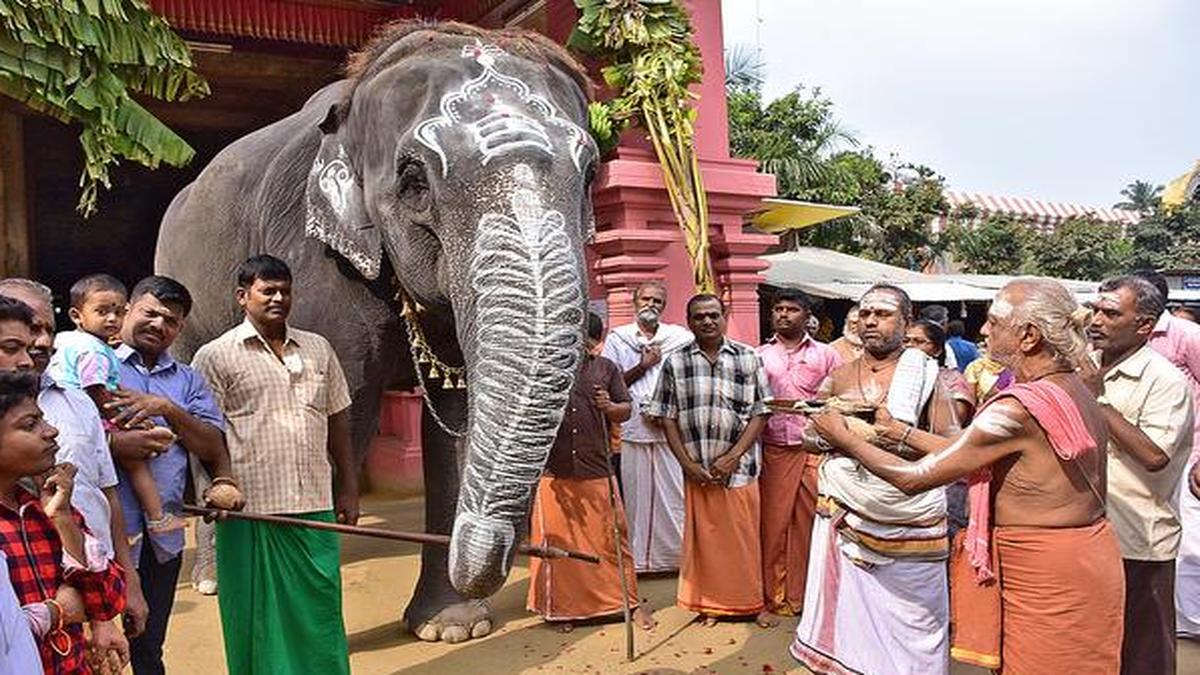 All set for elephant camp at Thekkampatti The Hindu