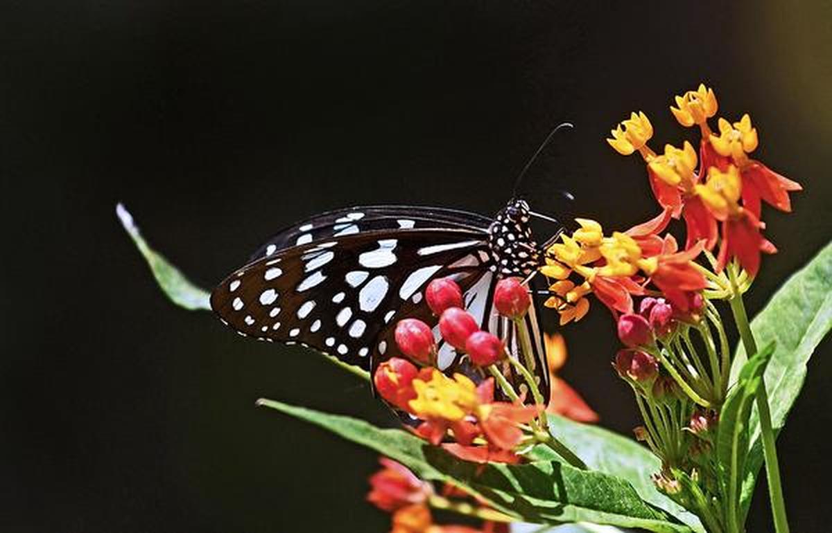 Combined butterfly, dragonfly survey begins The Hindu