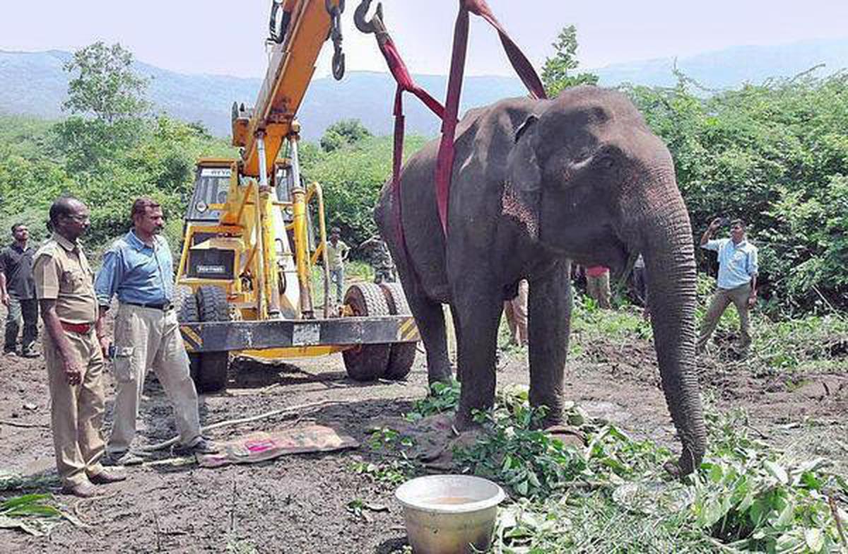 Ailing elephant treated, returns to forest - The Hindu