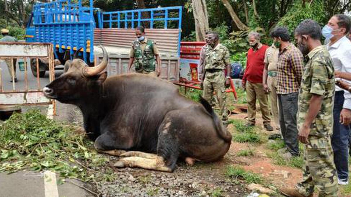 Indian gaur dies after consuming plastic near Ooty - The Hindu