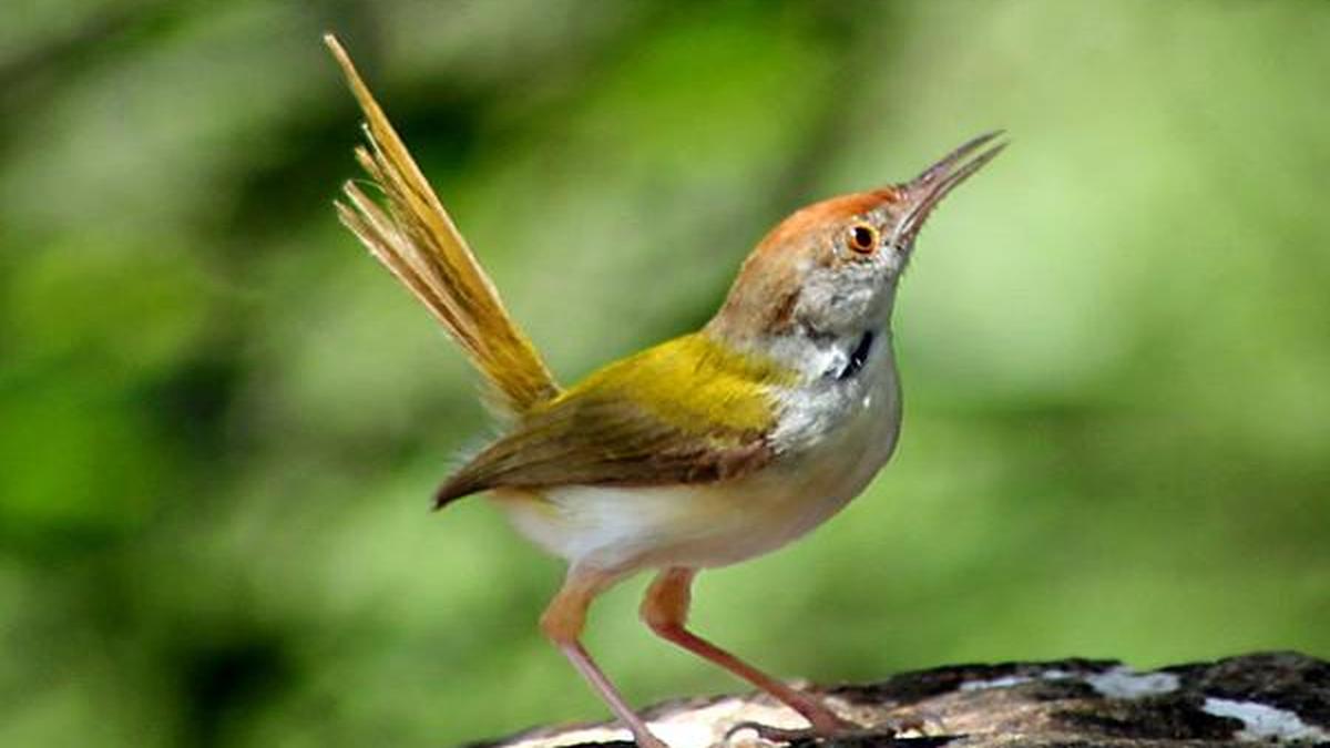 In a span of 24 hours, birder and runner S Soundararaj spots 27 species