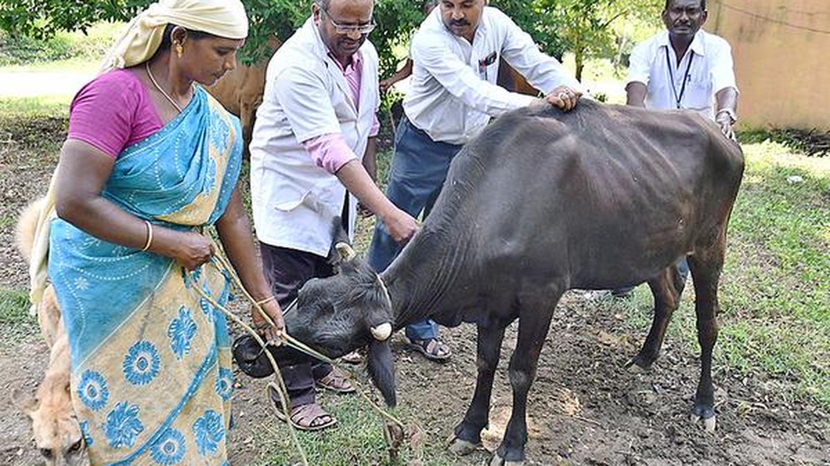 FMD vaccination camp for cattle begins The Hindu