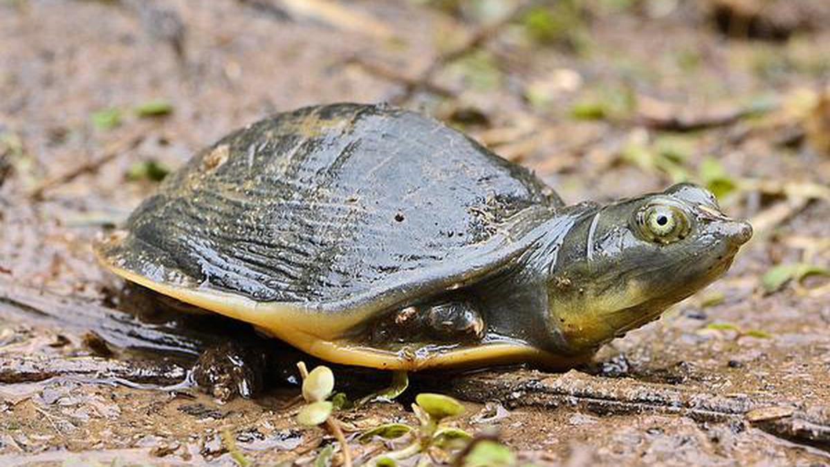 Turtle hatchlings spotted at Singanallur Tank in Coimbatore - The Hindu