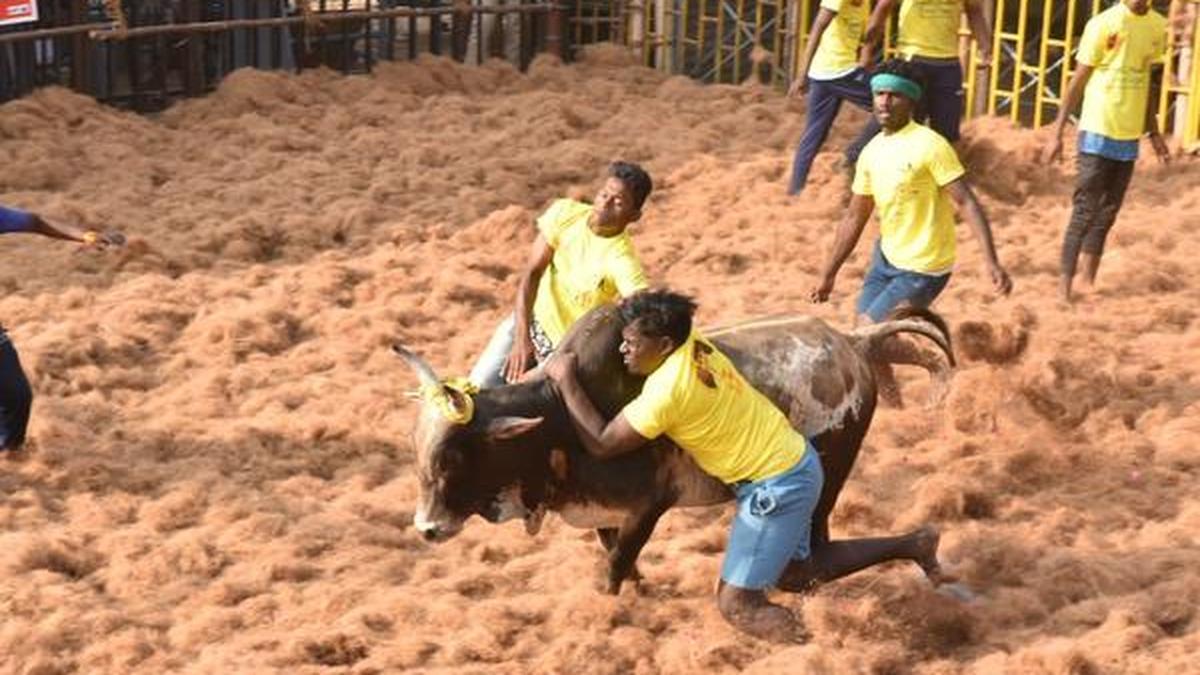 Over 300 tamers, 500 bulls take part in Komarapalayam jallikattu The