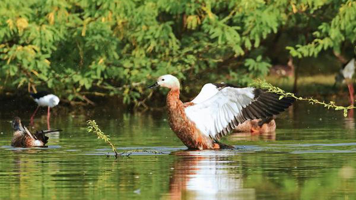 Ruddy shelducks spotted at Nanjarayan Tank