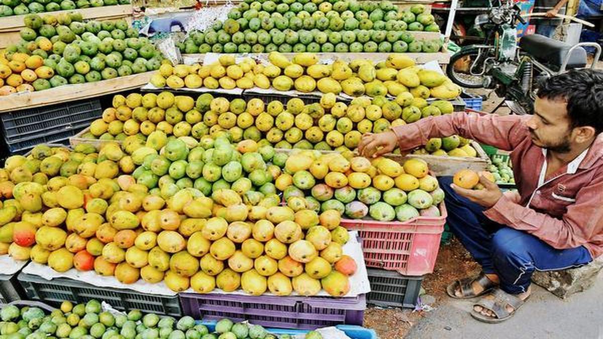 Mango season not so sweet for stakeholders in Krishnagiri The Hindu