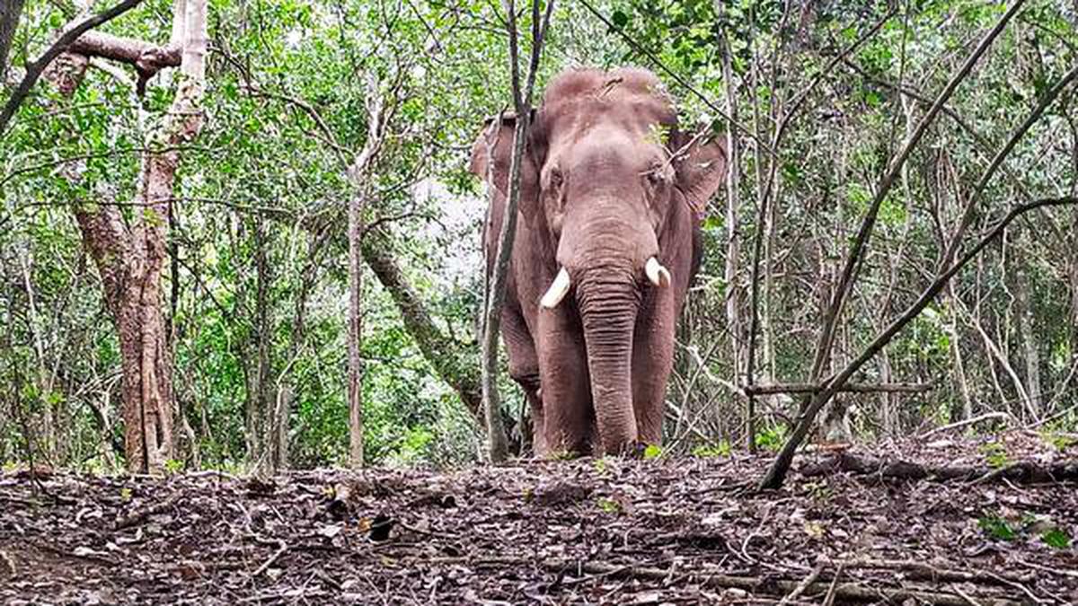 Forest Department to radio collar Baahubali