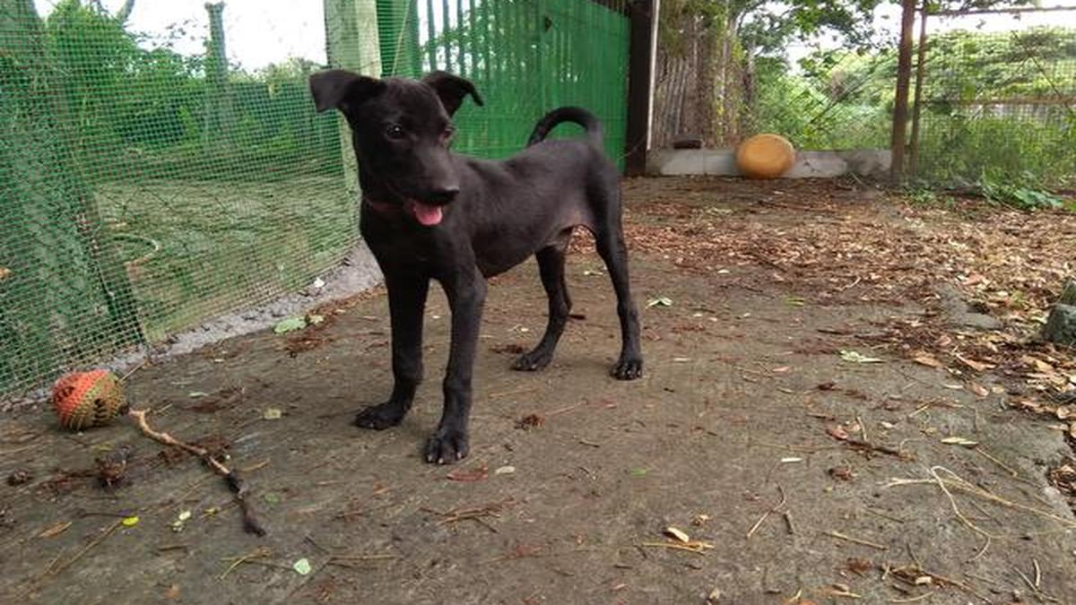 Dogs for adoption in Coimbatore The Hindu