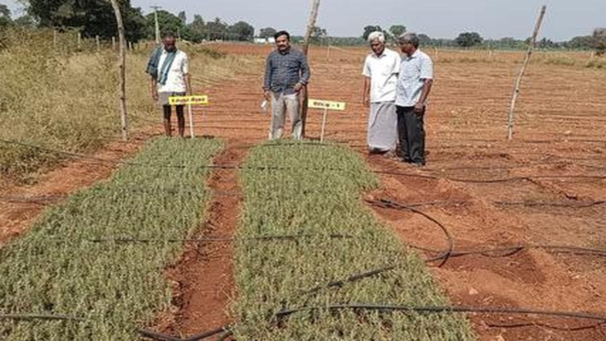 More farmers take up rosemary cultivation in Talavadi hills The Hindu