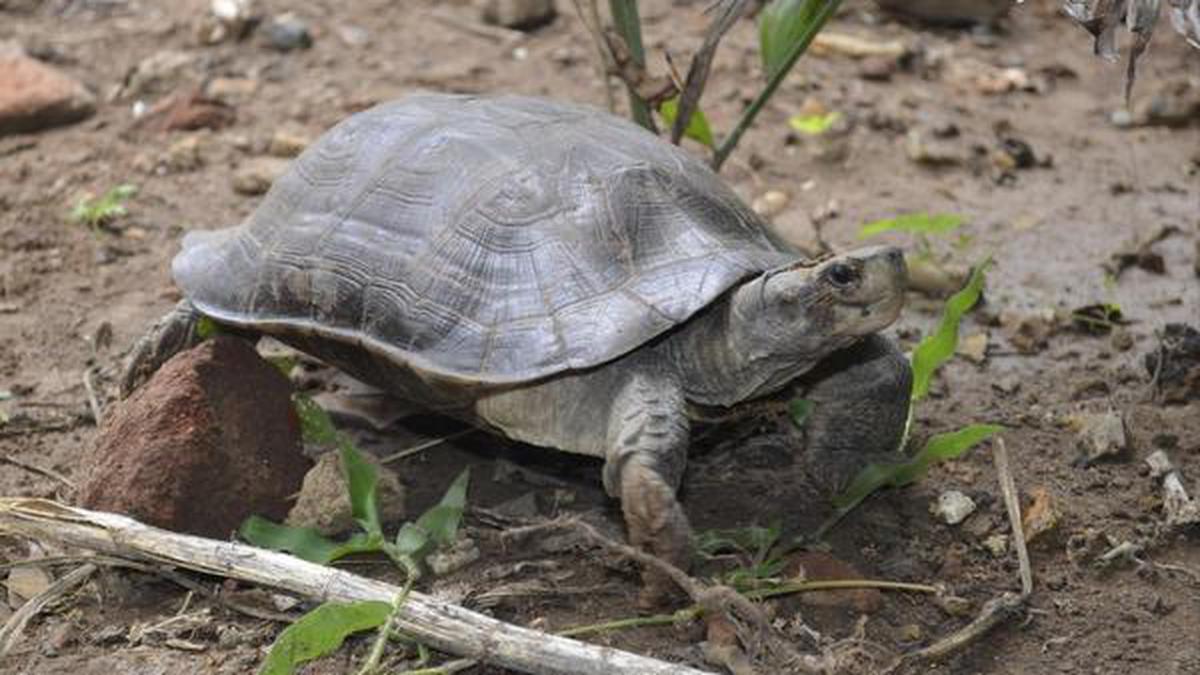 Rare turtle species spotted near Singanallur lake - The Hindu