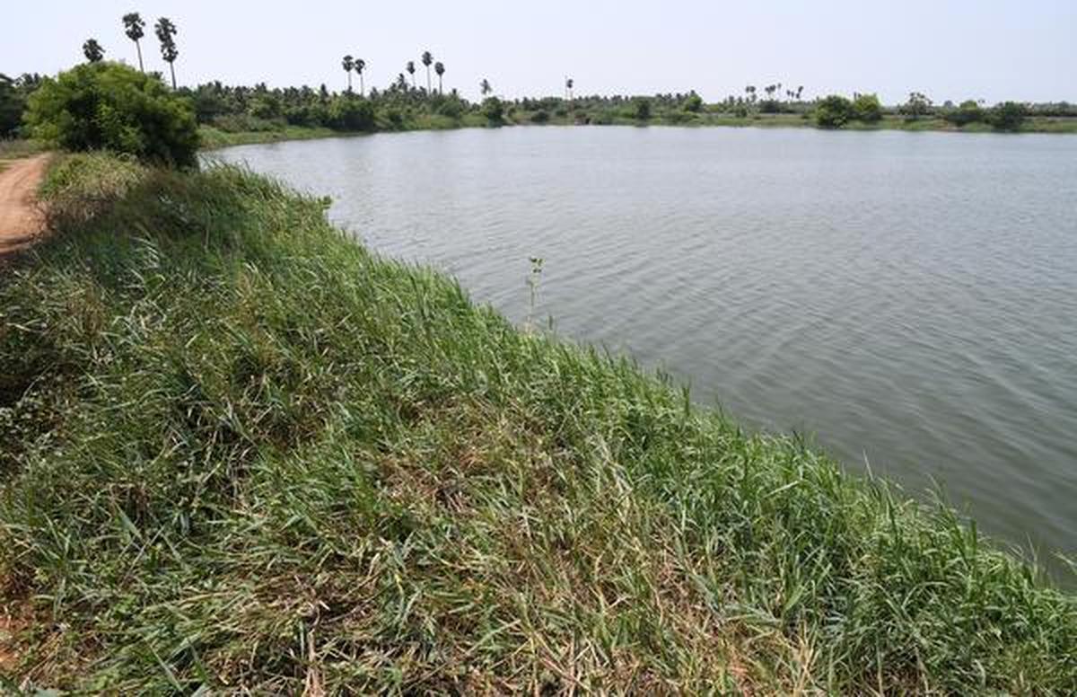 Study documents diverse plant species in Singanallur lake The Hindu