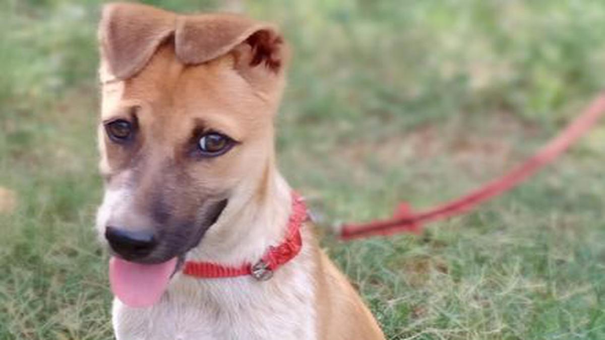 Animals for adoption in Coimbatore The Hindu