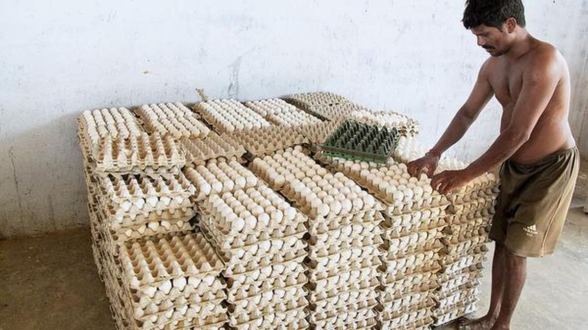 Further drop in egg price in Namakkal - The Hindu