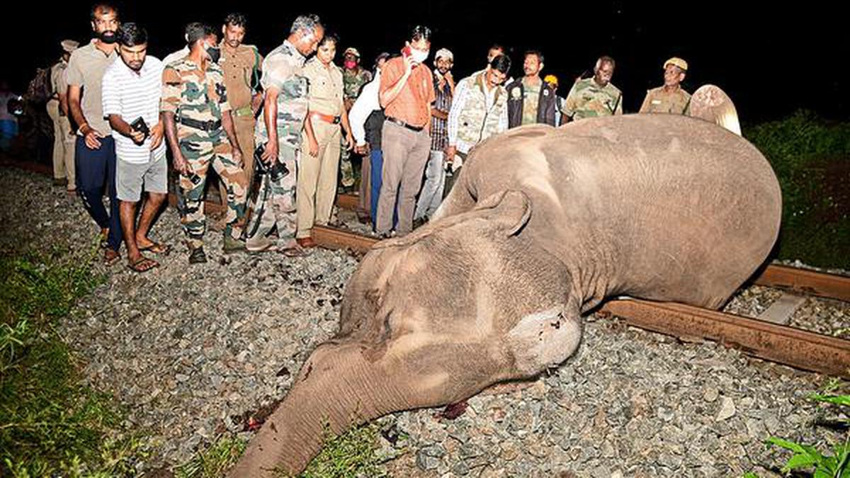 Three elephants die after being hit by train