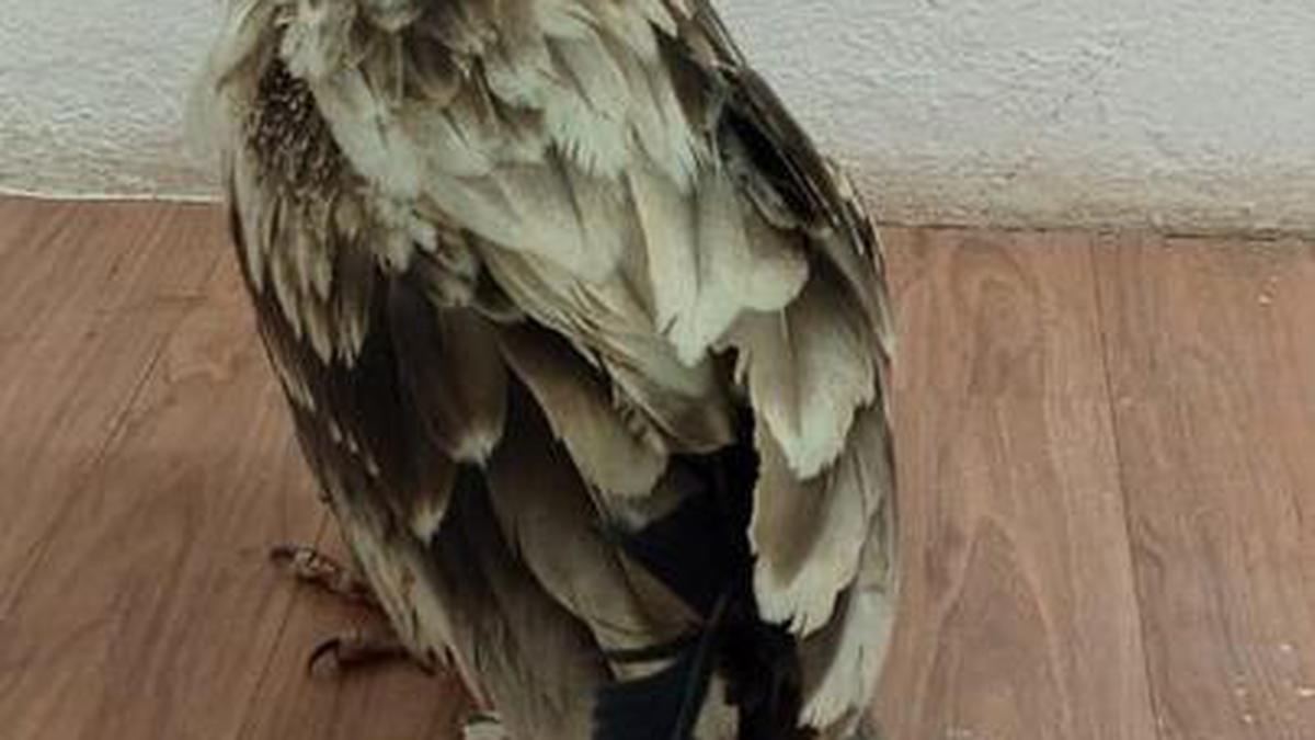 Injured Egyptian vulture rescued near Sulur