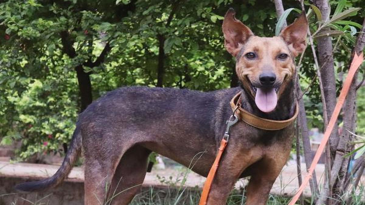 Dogs for adoption in Coimbatore The Hindu