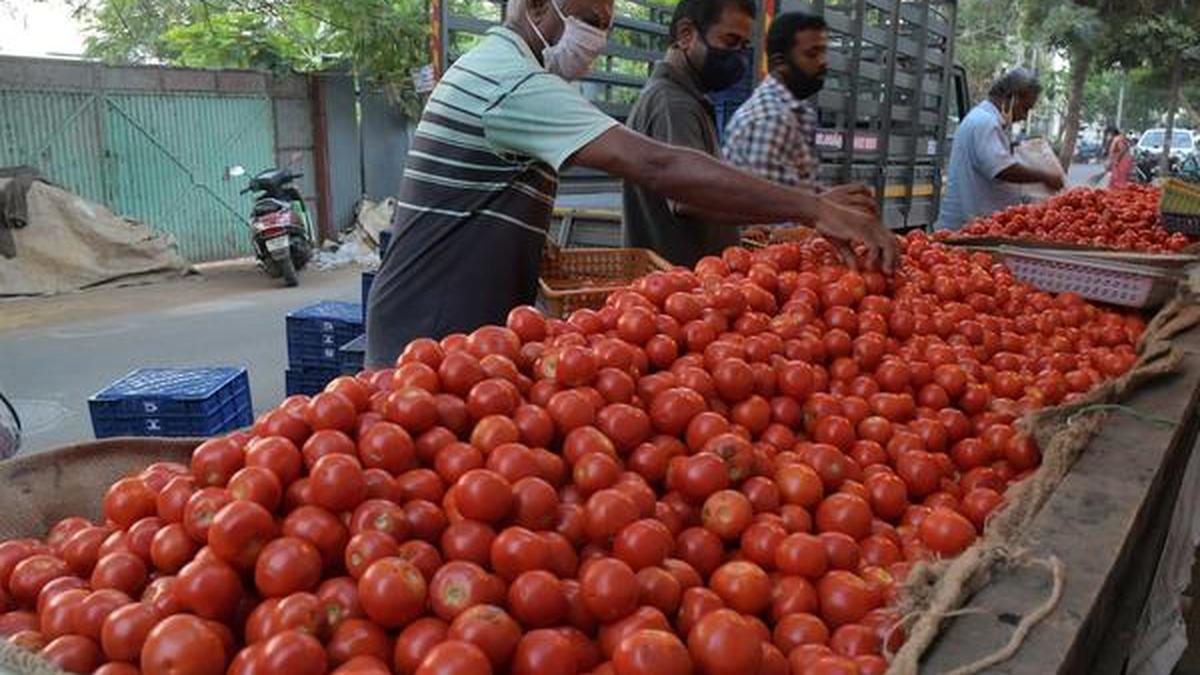 Wholesale price of tomato drops to ₹ 5 a kg in Erode The Hindu