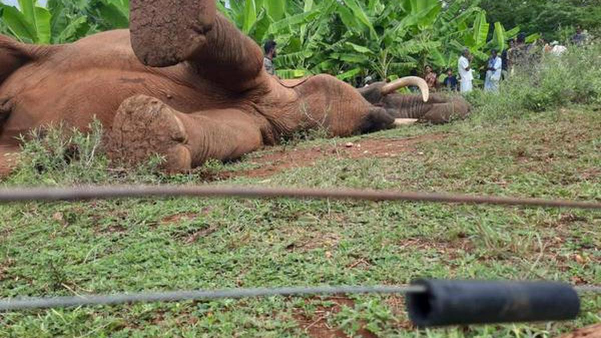 Tusker electrocuted in private farm near Coimbatore