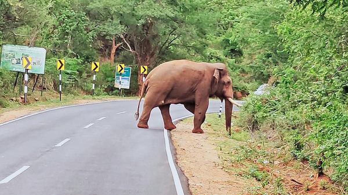 Wild tusker Baahubali moves with inflamed cyst