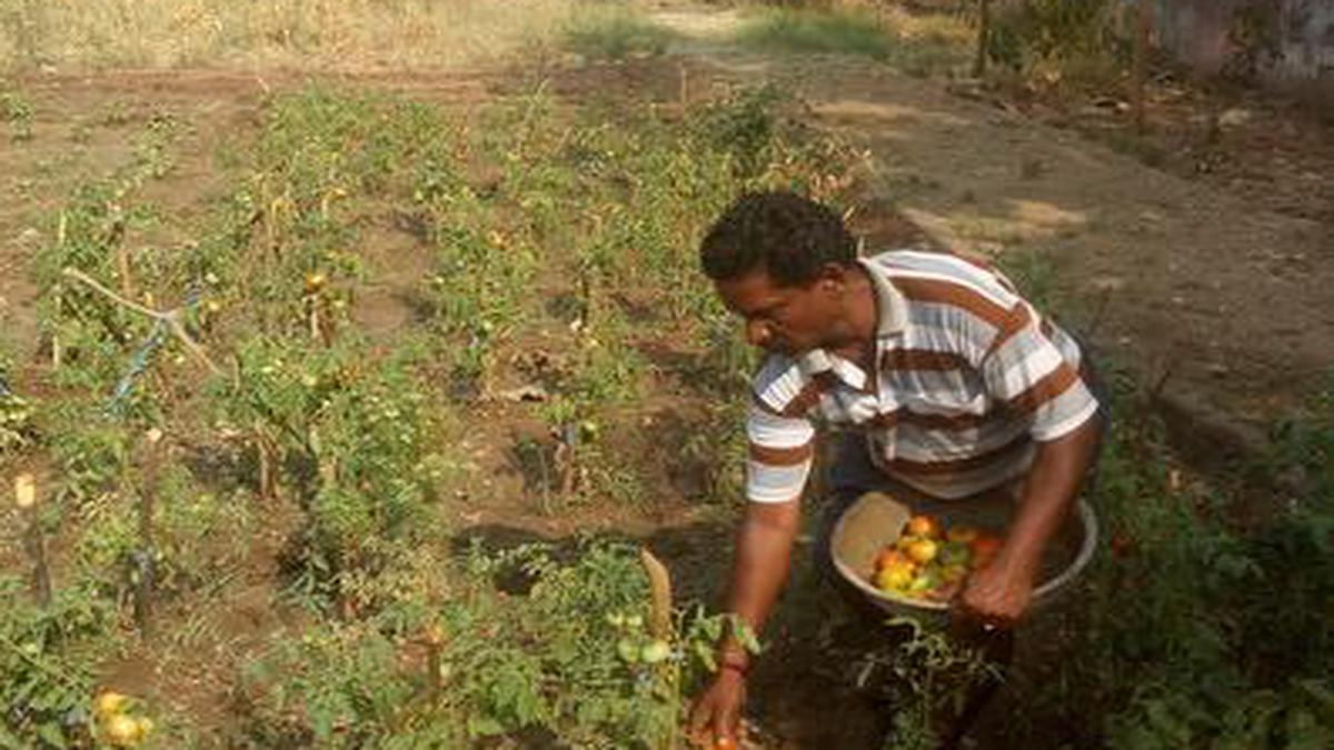 On the transformation of a garbage dump into an organic vegetable garden