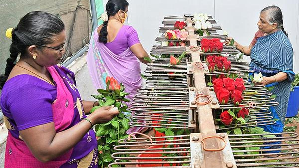 For Hosur flower growers, prices look up for the first time since