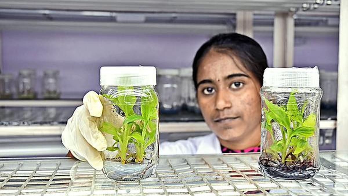 Tissue culture laboratory resumes functioning in the Nilgiris The Hindu