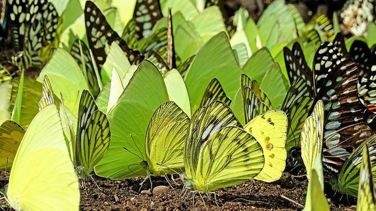 Fall in butterfly migration before monsoon