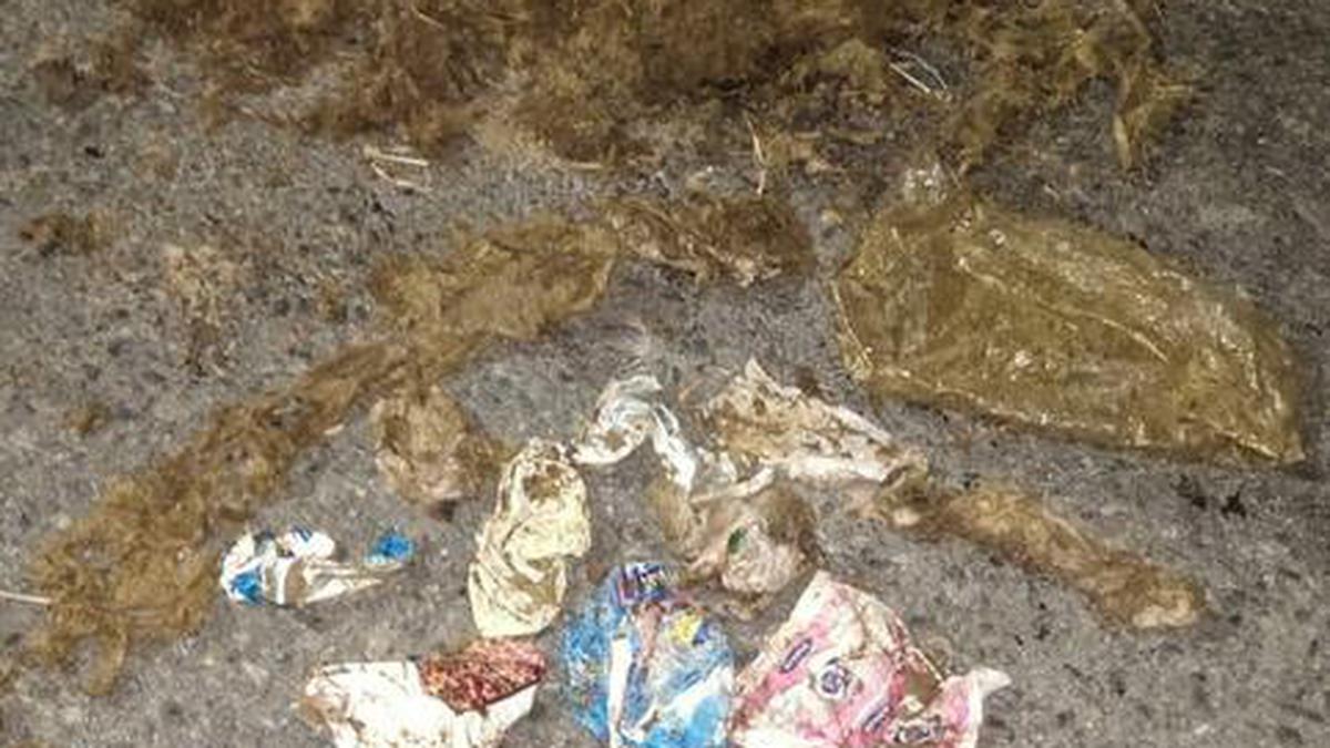 Mask, sanitary pad, plastic bags in elephant dung shock nature enthusiasts in Coimbatore