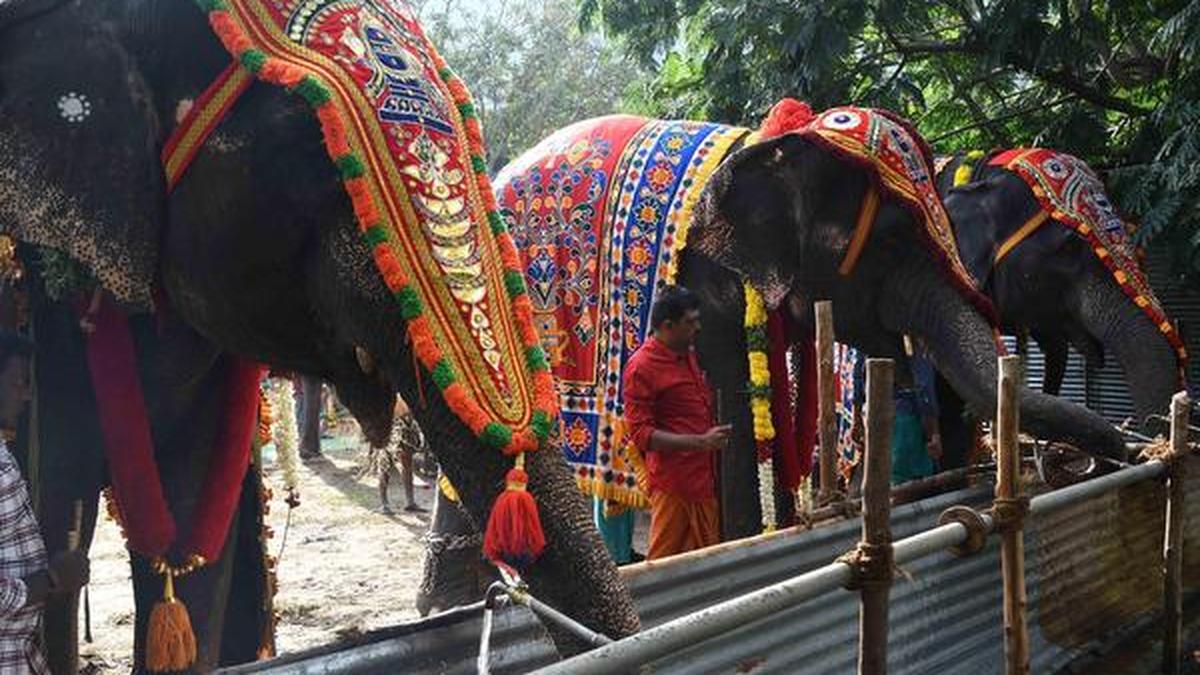 Elephant camp kicks off at Thekkampatti The Hindu