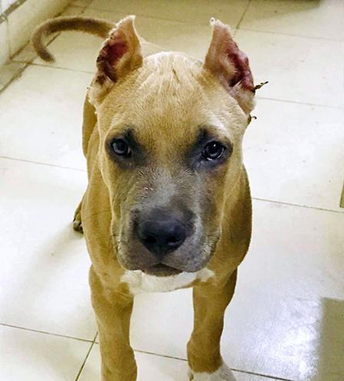 Why Do Pitbulls Get Their Ears Clipped